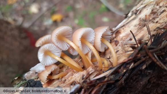 Mycena renati