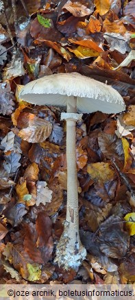 Macrolepiota procera