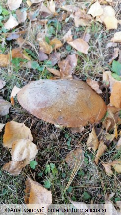 Suillus granulatus