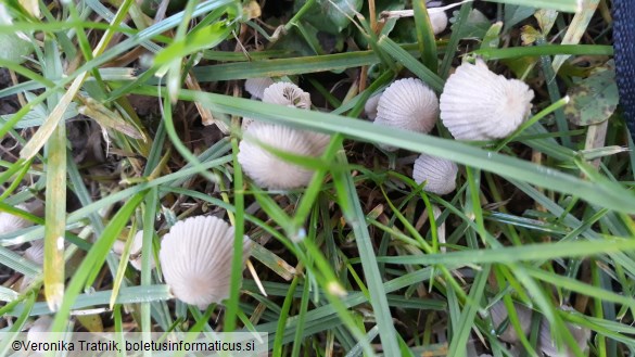 Coprinellus disseminatus