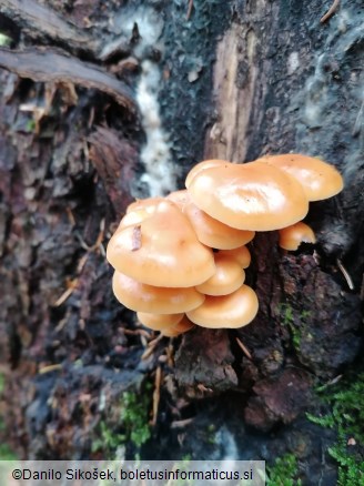 Collybia velutipes