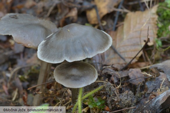 Tephrocybe rancida