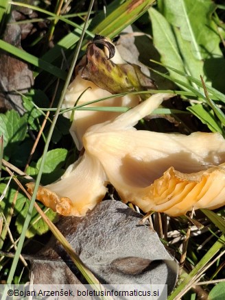 Porpolomopsis calyptriformis