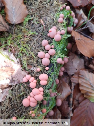 Lycogala epidendrum