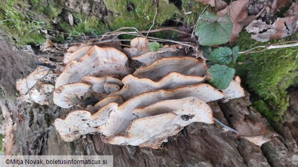 Bjerkandera fumosa