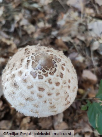 Macrolepiota procera