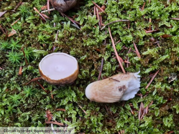 Tylopilus felleus