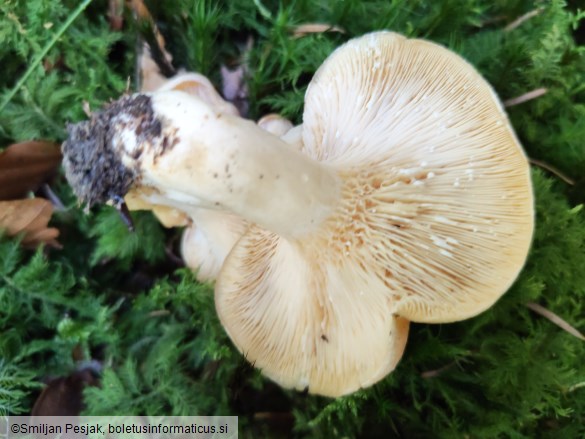 Lactarius illyricus