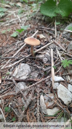 Conocybe aporos