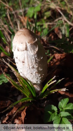 Coprinus comatus