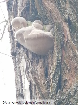 Phellinus igniarius