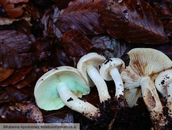Pholiota elegans