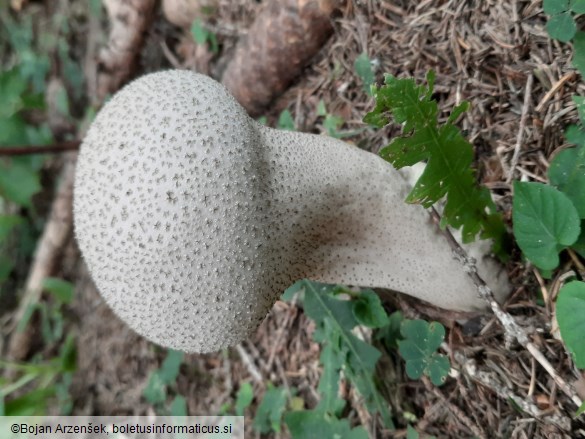 Lycoperdon excipuliforme