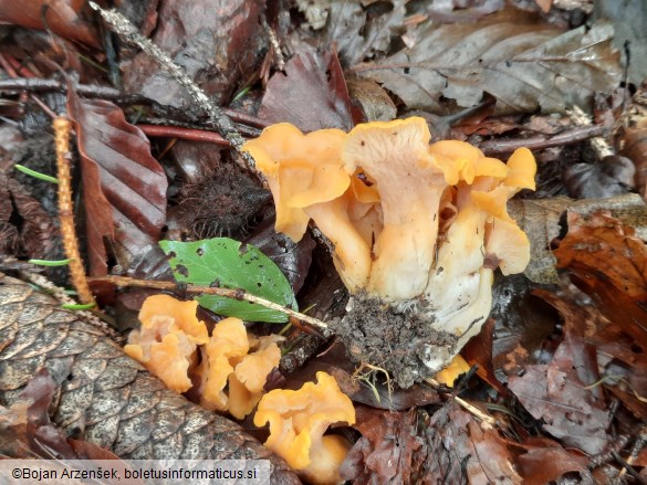 Cantharellus ianthinoxanthus