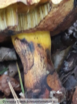 Neoboletus xanthopus