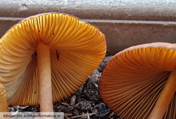 Conocybe aurea