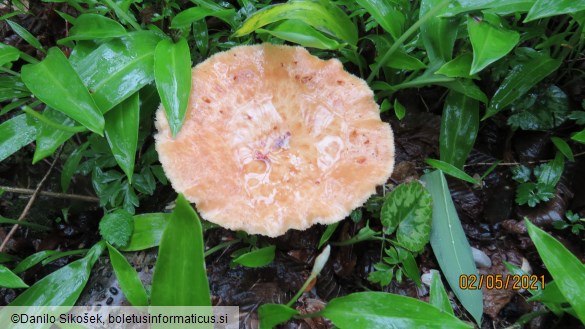 Polyporus tuberaster