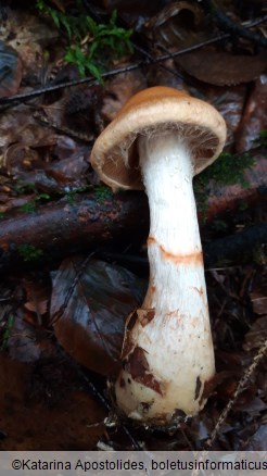 Cortinarius armillatus