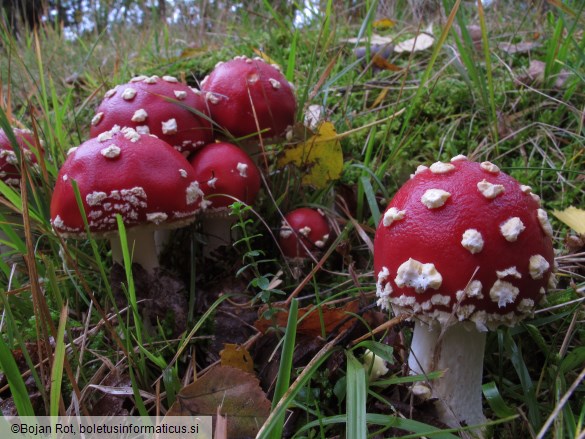 Amanita muscaria