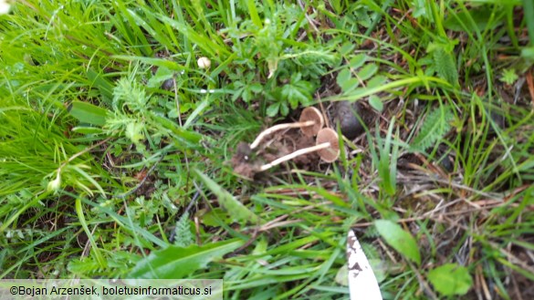 Agrocybe pediades