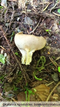 Helvella acetabulum