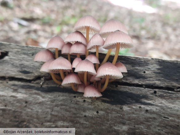 Mycena renati