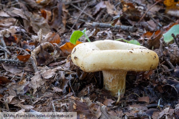 Lactarius scrobiculatus