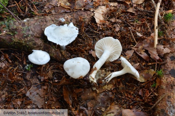 Hygrophorus piceae