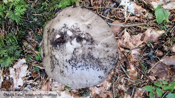 Amanita excelsa