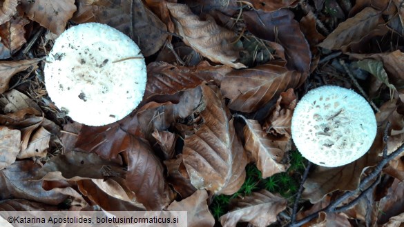 Amanita citrina