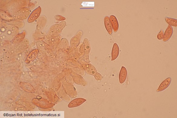 Lepiota oreadiformis