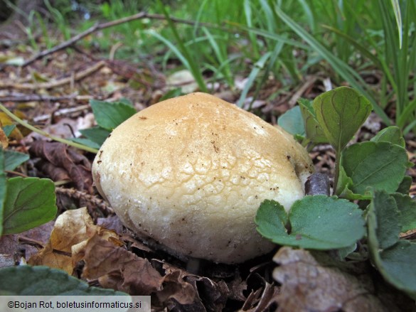 Lycoperdon lividum