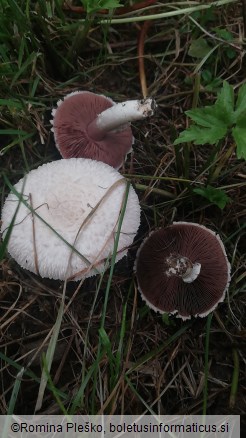 Agaricus campestris