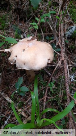 Cortinarius caperatus