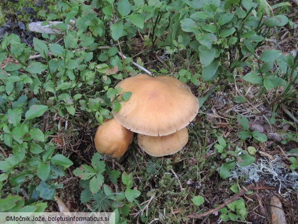 Cortinarius caperatus