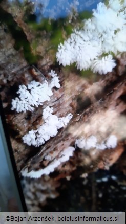 Ceratiomyxa fruticulosa