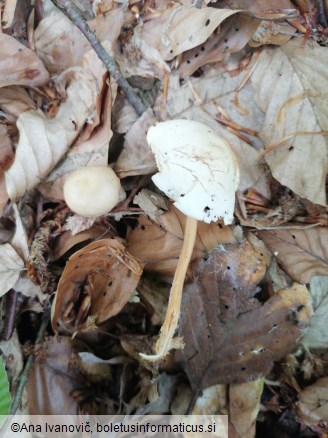 Gymnopus dryophilus