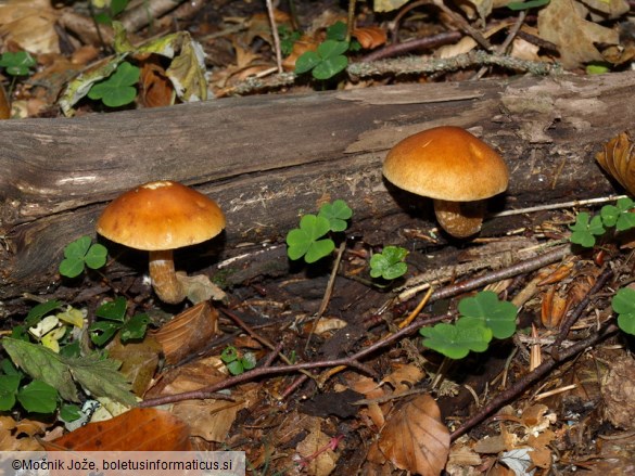 Gymnopilus sapineus