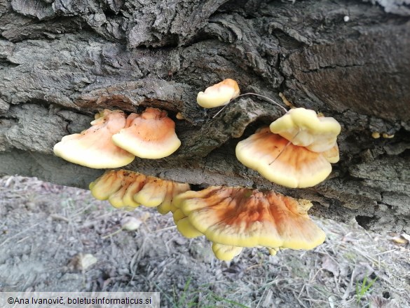 Laetiporus sulphureus