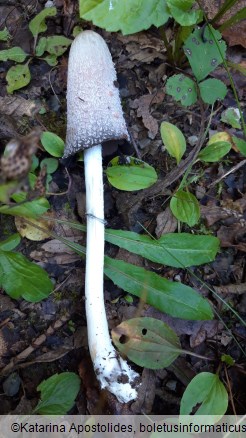 Coprinus comatus