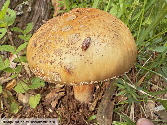 Amanita rubescens