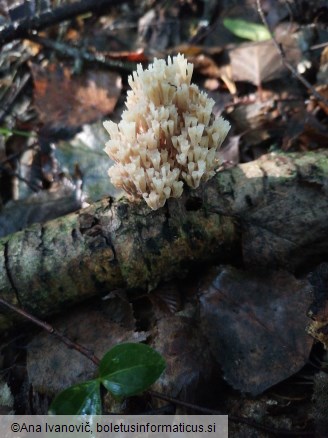 Artomyces pyxidatus