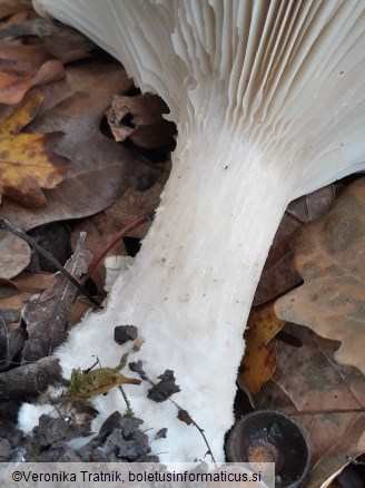 Clitocybe geotropa