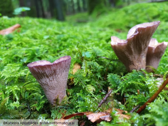 Gomphus clavatus