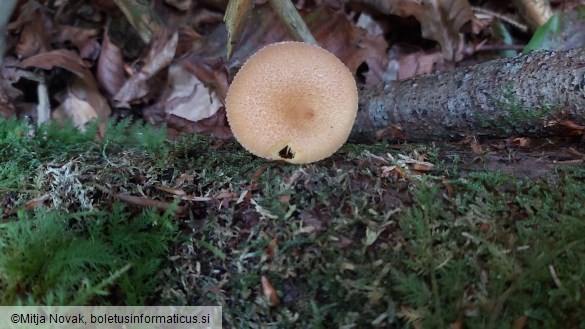 Tricholomopsis decora