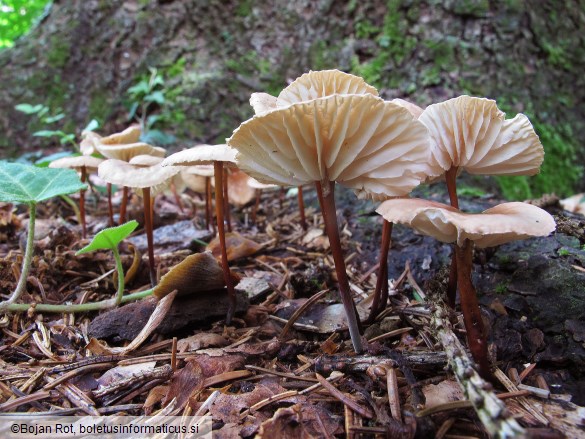 Mycetinis scorodonius