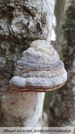 Fomes fomentarius