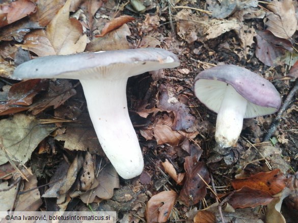 Russula cyanoxantha