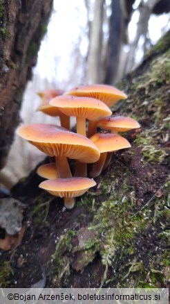 Flammulina velutipes