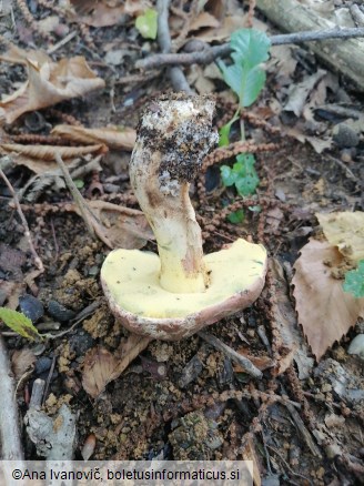 Xerocomus subtomentosus